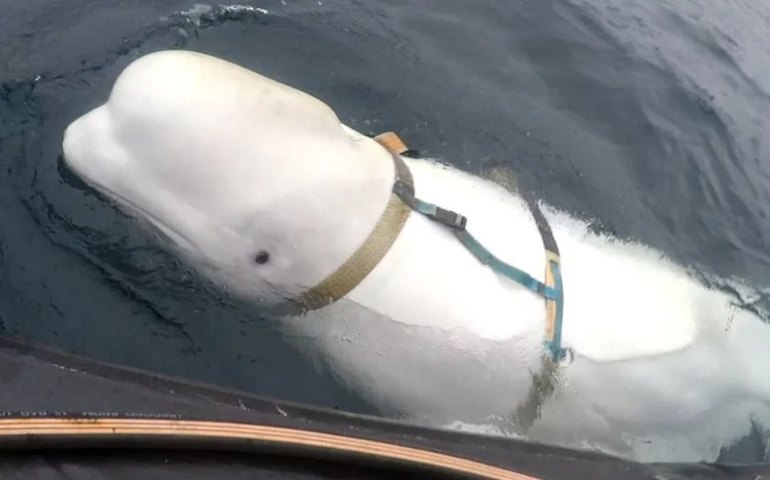 Famosa baleia 'espiã russa' encontrada morta na Noruega foi alvo de tiros, denunciam ONGs