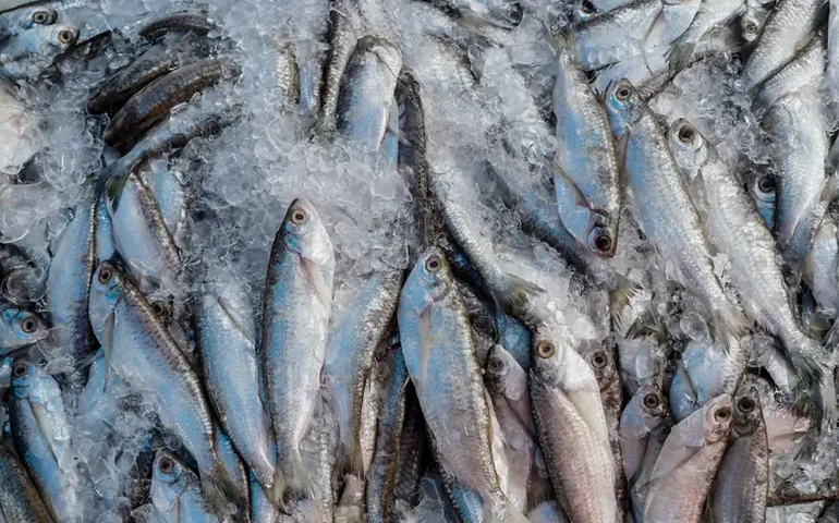 Abipesca pede ao governo crédito emergencial de R$ 900 milhões para mitigar impacto do tarifaço