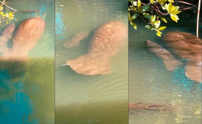 Filhote da fêmea Ivy é o segundo caso em menos de cinco meses no santuário natural de Porto de Pedras