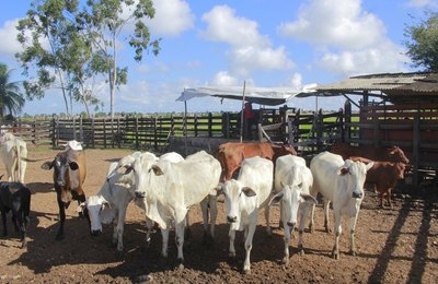 Mais Pecuária Brasil inicia melhoramento genético do gado em Penedo