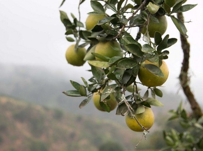 Produção de frutas em Murici diversifica o agronegócio alagoano