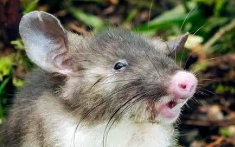 Rato invade campo e paralisa jogo das Eliminatórias da Europa para a Copa do Mundo 2026