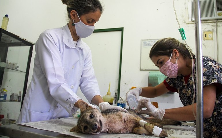 Cetas completa 15 anos com resgate de sete mil animais em 2020