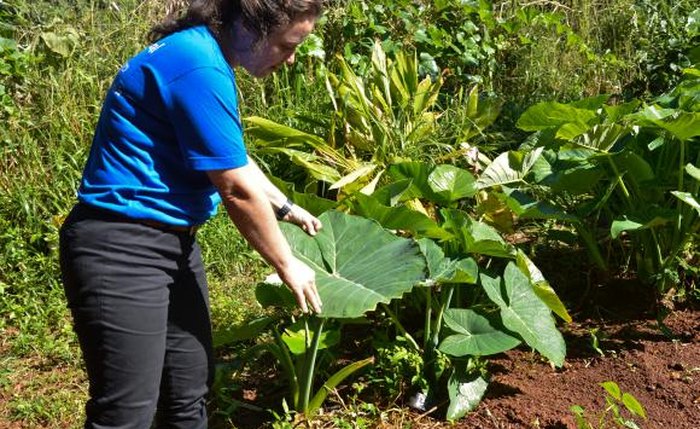 Mais de 14 milhões de mulheres que estão nas lavouras, comunidades quilombolas e indígenas, nas reservas extrativistas são protagonistas da agricultura familiar no Brasil - Antonio Cruz/Arquivo Agência Brasil