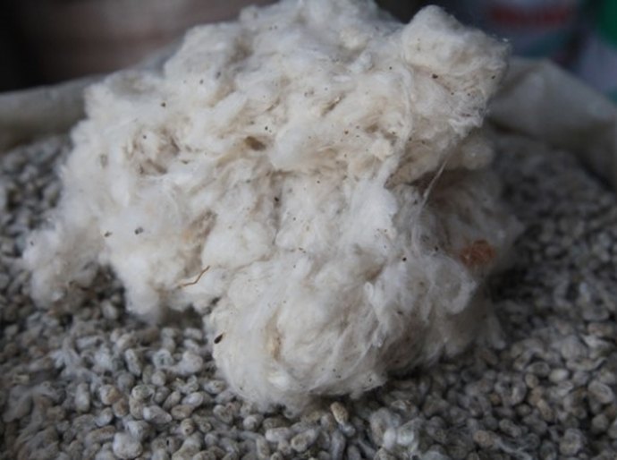 Seagri entrega sementes de algodão no sertão nesta terça-feira (21)