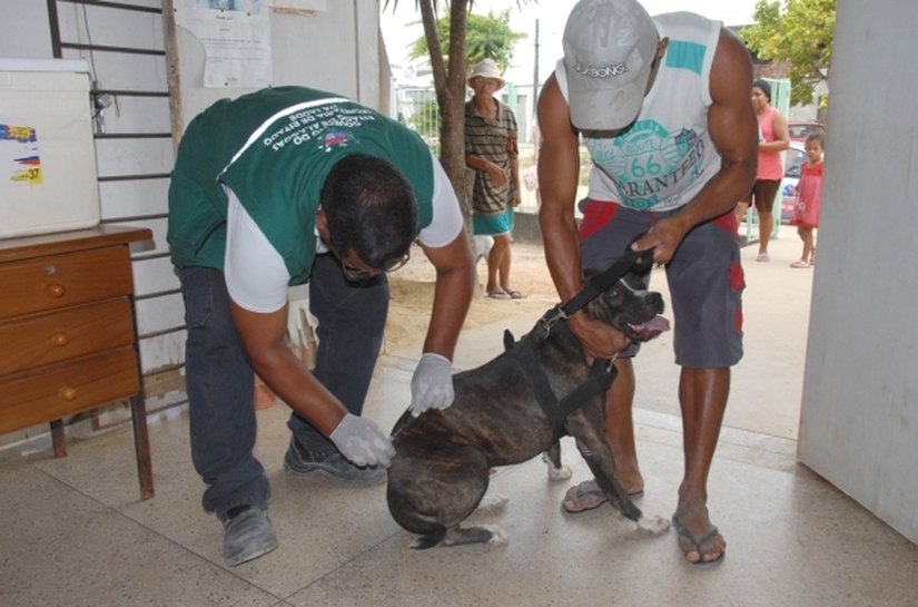 Estado de Alagoas não registra casos de raiva humana há uma década