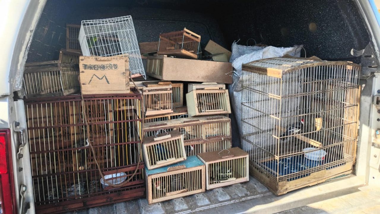 Protetor dos biomas: PM apreende 442 animais silvestres em Alagoas