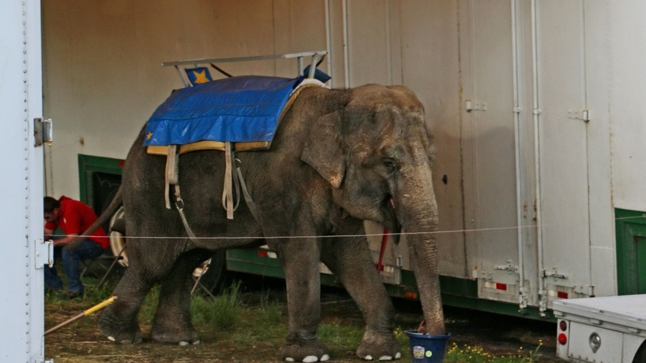 Animais estariam sendo mantidos em condições inadequadas em zoológicos europeus, denuncia fundação britânica