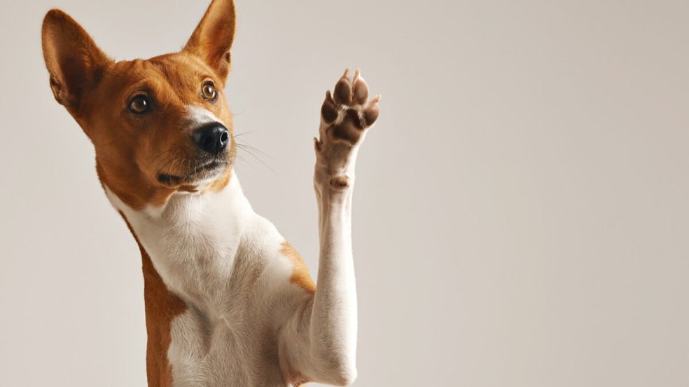 Juiz decide que cachorros de condomínio não devem latir, sob risco de multa