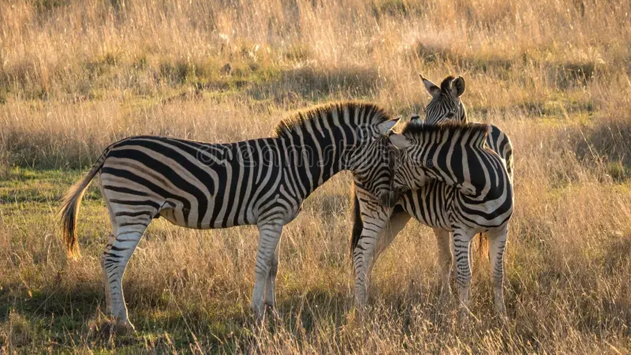 Zebras fugitivas são capturadas por policiais e cowboys nos EUA; uma delas continua foragida