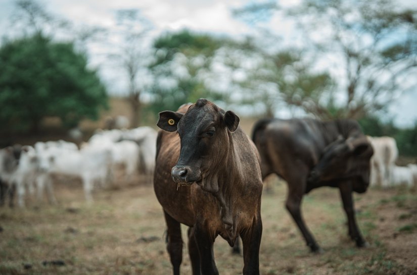 Gestão no campo: Sebrae impulsiona a pecuária de corte em Alagoas e transforma fazendas em negócios competitivos