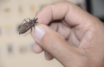 Sesau orienta como se prevenir, diagnosticar e tratar a doença de Chagas