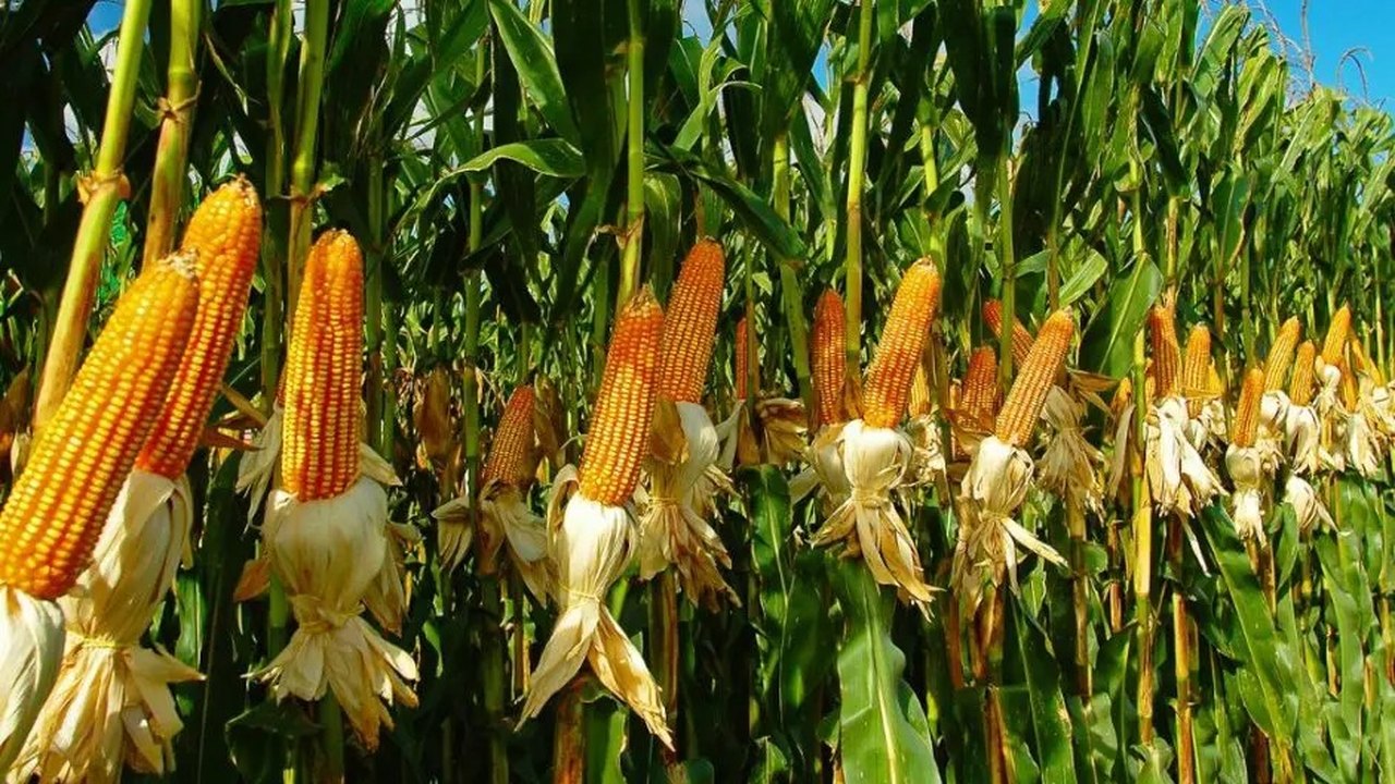 Alagoas é o terceiro estado do Nordeste em crescimento na produção de grãos na safra 2024, aponta Etene