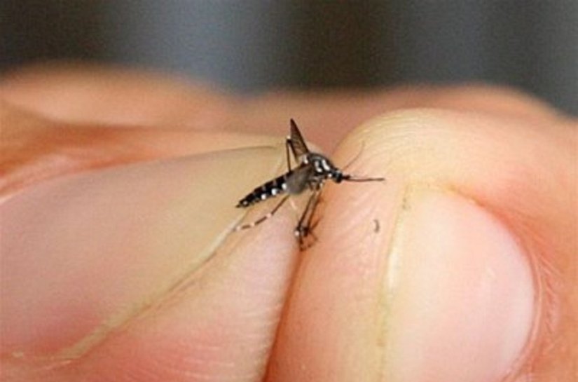 Avanço da chikungunya no País é tema de debate hoje