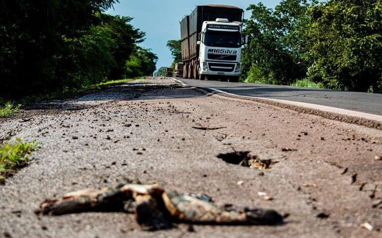 BR-262: A rodovia da morte para animais silvestres no Pantanal (FOTOS)