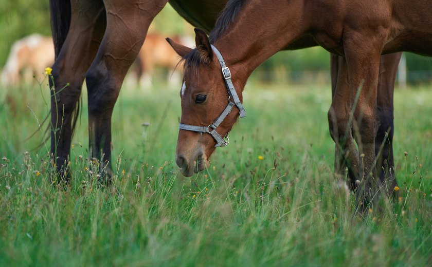 Cavalo morre no interior de SP após ter as 4 patas mutiladas; polícia investiga