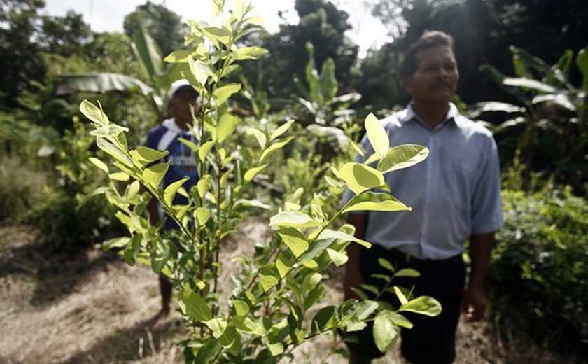 Peru elimina mais de 6 mil hectares de folhas de coca destinadas ao tráfico de drogas