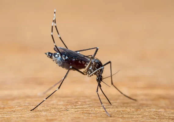 Está com dengue? Saiba se é necessário fazer isolamento social