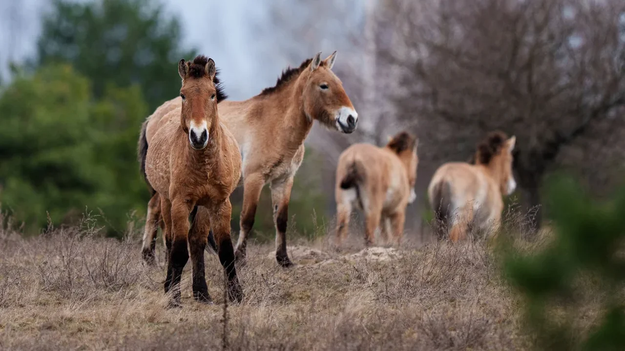 Paisagem radioativa de Chernobyl é um testemunho da resiliência e do espírito de sobrevivência da natureza