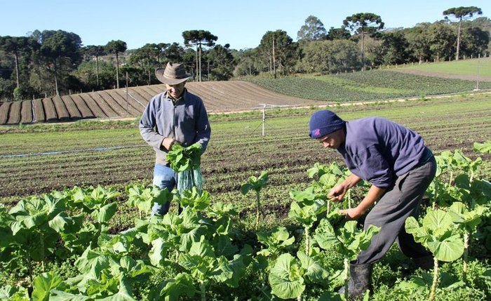 Programa Nacional de Fortalecimento da Agricultura Familiar oferece crédito com juros menores e mais garantias de acesso