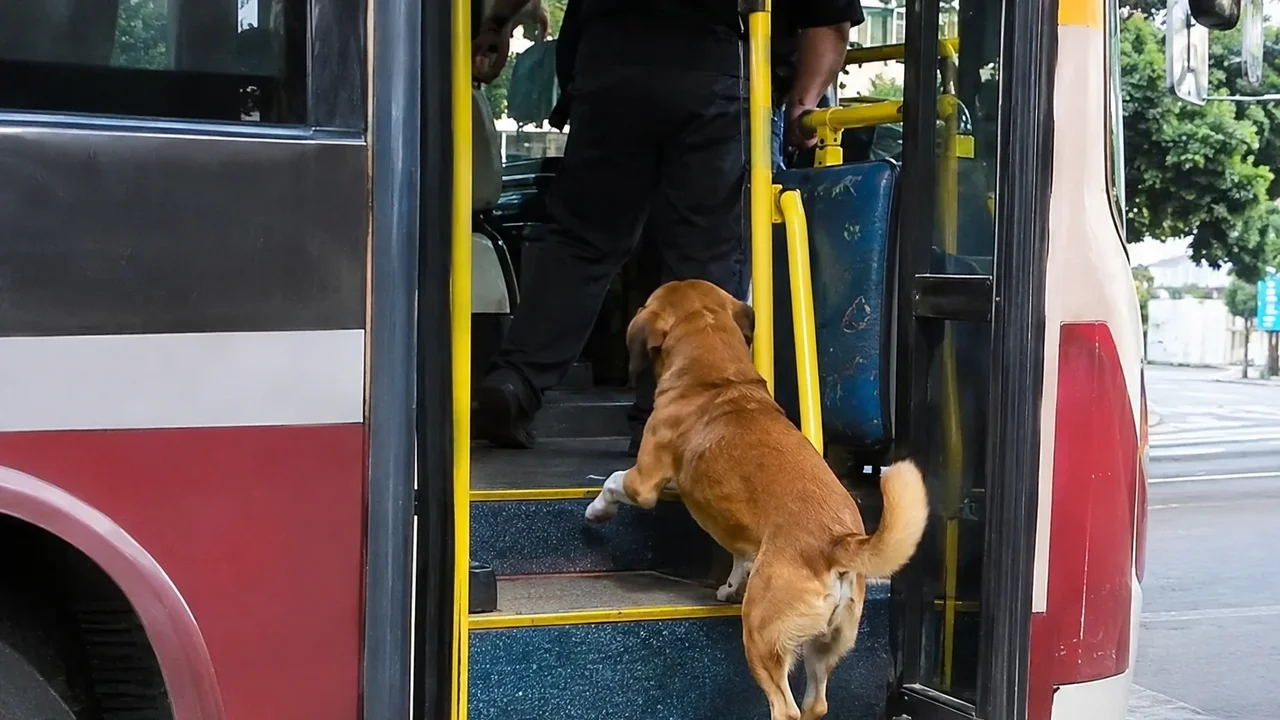 Hora de trabalhar! Foi assim que flagraram este cachorro no México