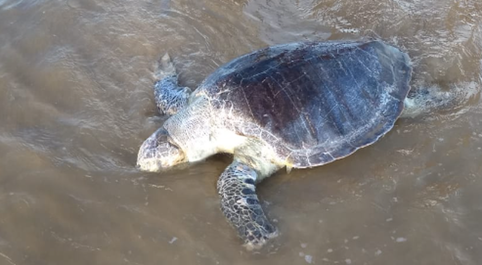 Tartaruga é encontrada morta e encalhada na Praia dos Artistas em Aracaju