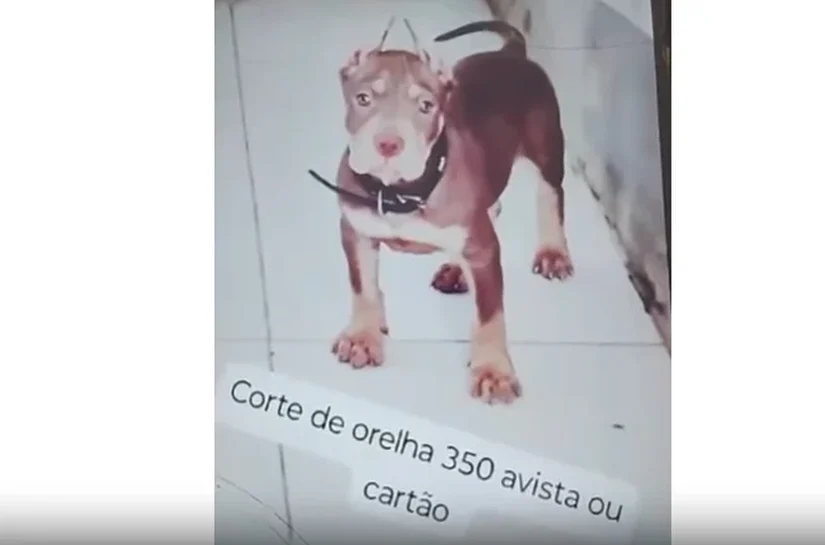 Homem é indiciado por oferecer corte de orelhas de animais em Alagoas