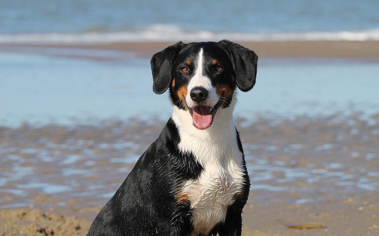 Cuidados com pets no verão: prevenção contra viroses