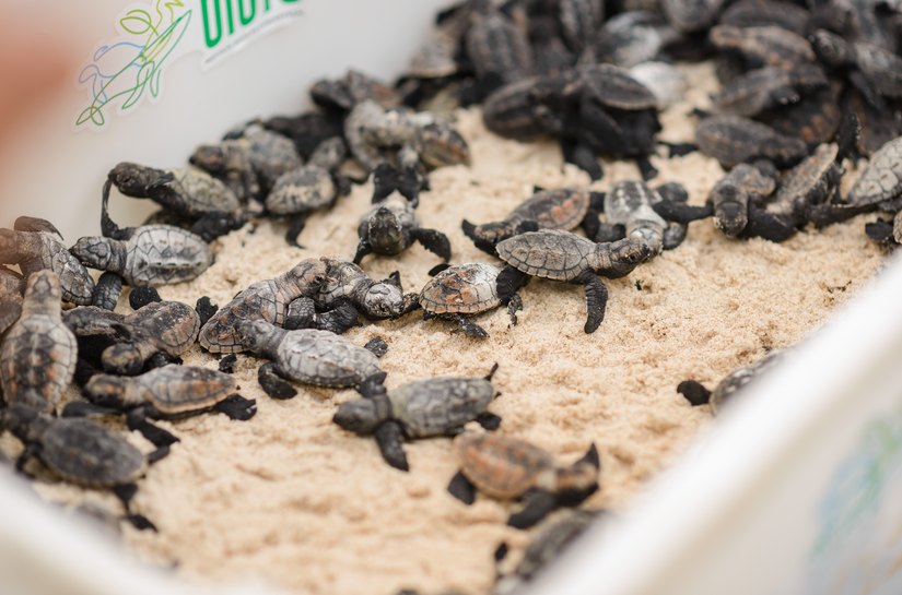 Prefeitura de Coruripe realiza soltura de 132 tartarugas marinhas na Lagoa do Pau