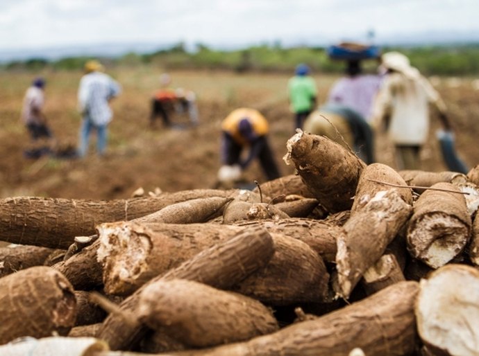 II Expomandioca fortalece a atividade de produtores no Agreste