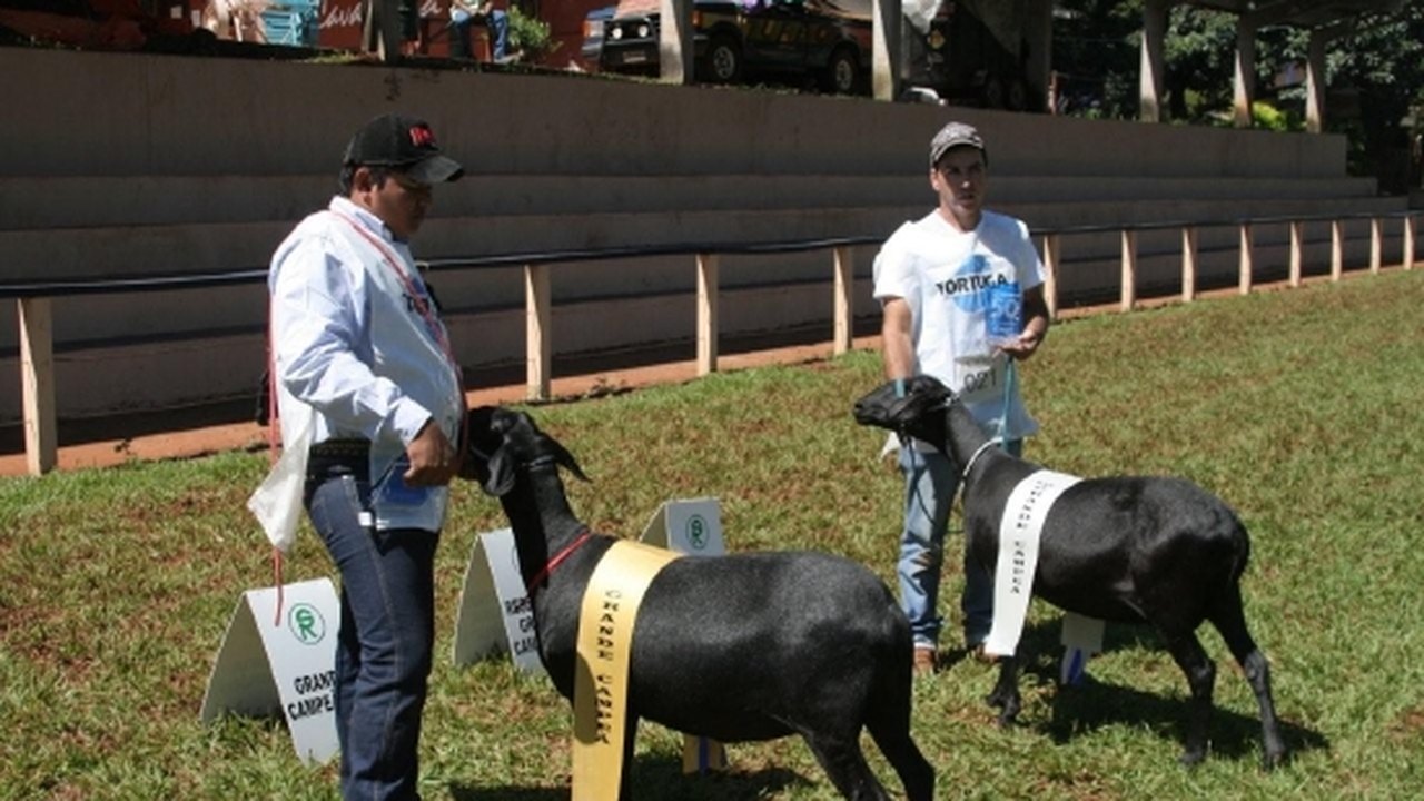 Expoalagoas  Genética reunirá destaques da raça santa inês