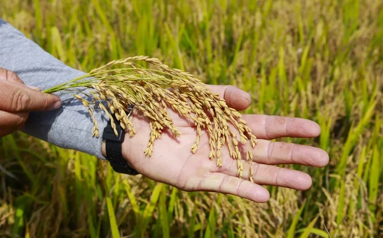 Instabilidade geopolítica no estreito de Ormuz prejudica produção de arroz em Santa Catarina