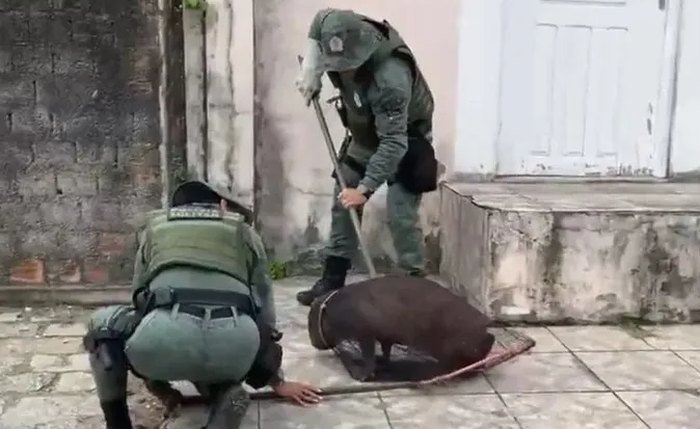 Capivara sendo resgatada