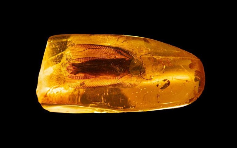 Descoberta nova espécie de formiga em âmbar de 16 milhões de anos no Caribe