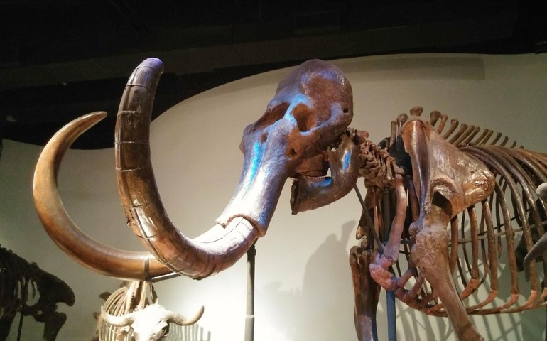 Molar de mamute lanoso é desenterrado no centro de uma cidade na Rússia (FOTOS)