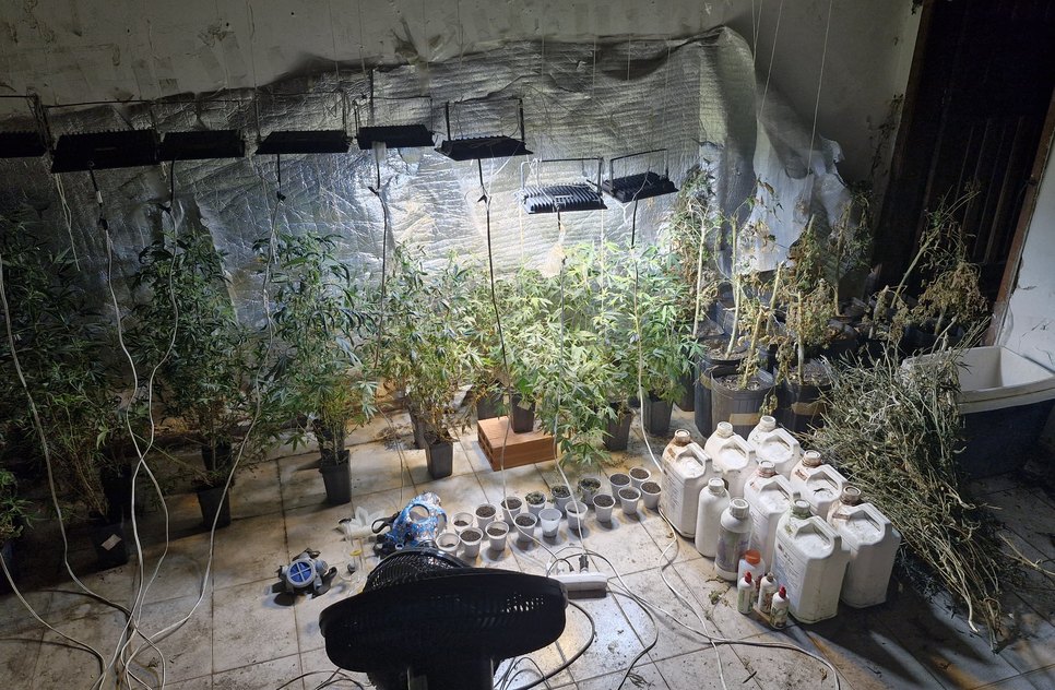 Estufa de maconha clandestina / Foto: Foto: Ascom PM/SE
