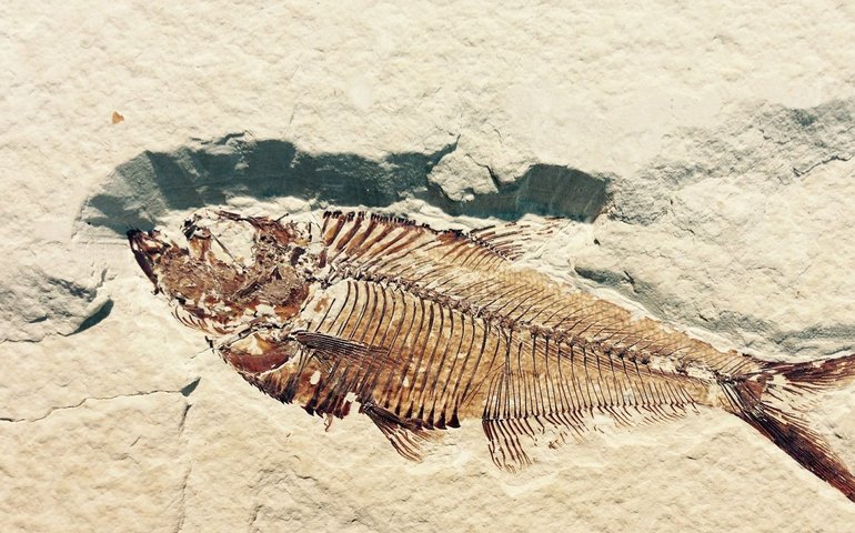 Descobrem na Austrália fóssil de peixe de 15 milhões de anos com a 'última refeição' (FOTO)