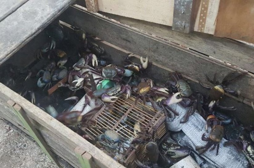 Órgãos ambientais agem em defesa dos caranguejos uçá e guaiamum