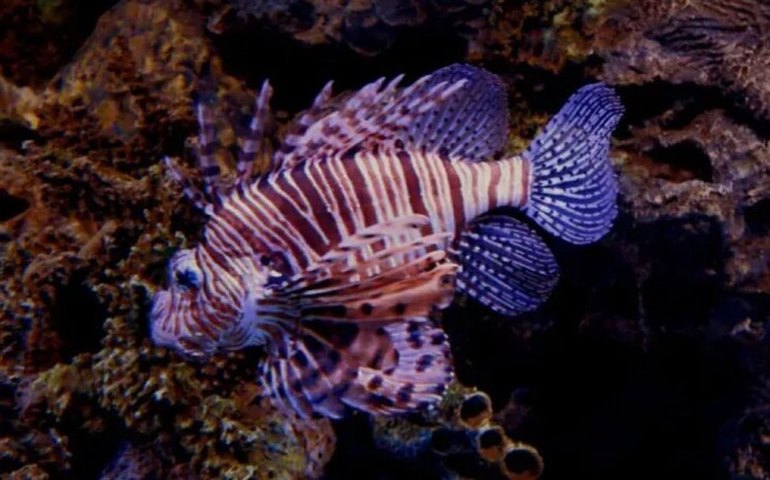 Invasão do peixe-leão foi alertada por pesquisador da Ufal desde 2015