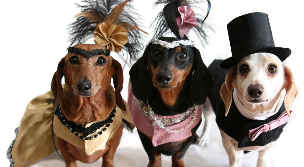 carnaval de cachorro