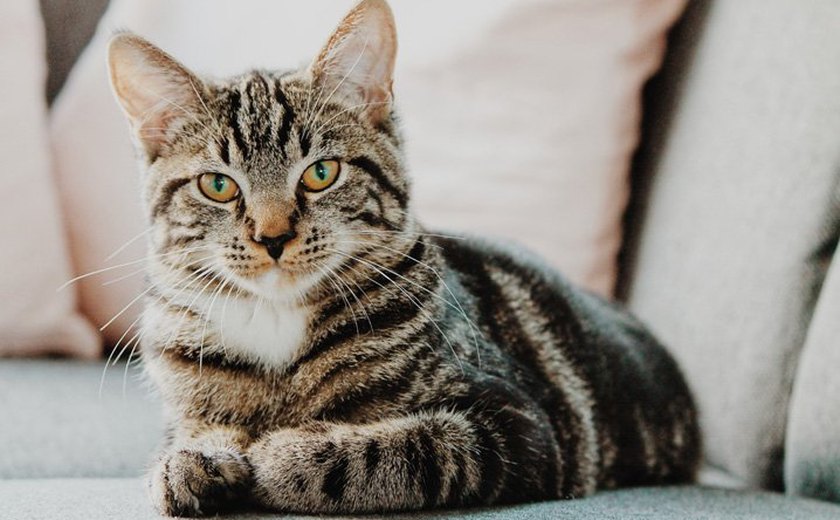 Gato 'revive' após quatro dias cremado, surpreendendo os donos 