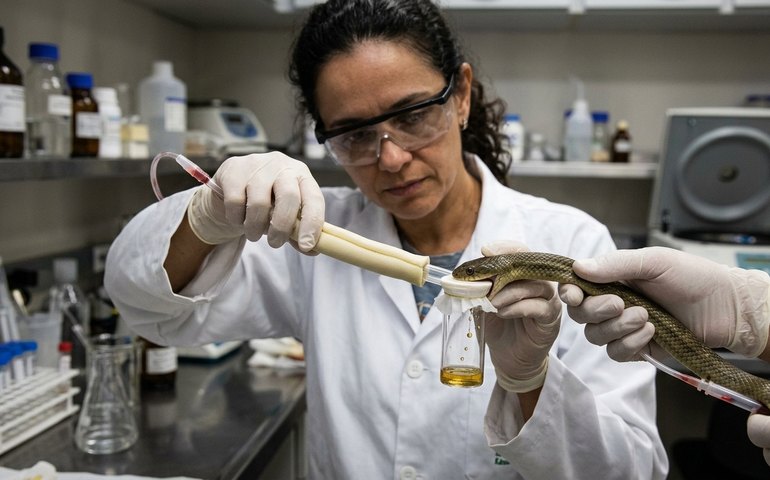 Molécula encontrada no sangue de serpente pode abrir caminho para novos medicamentos contra a obesidade