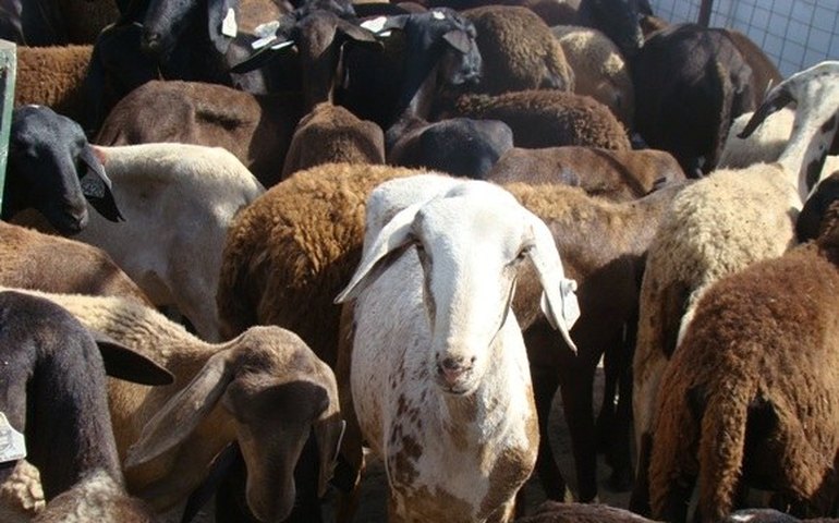 Estado firma parceria para fortalecer cadeia da ovinocaprinocultura