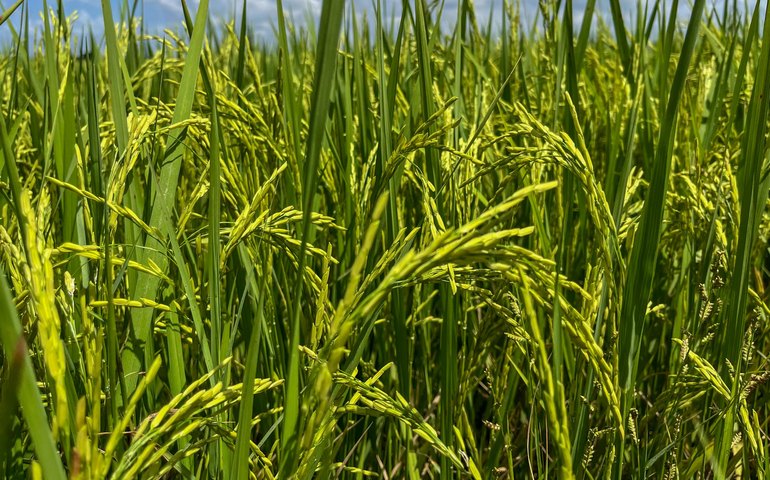 Seagri promove atividades técnicas de rizicultura irrigada no Baixo São Francisco de Alagoas