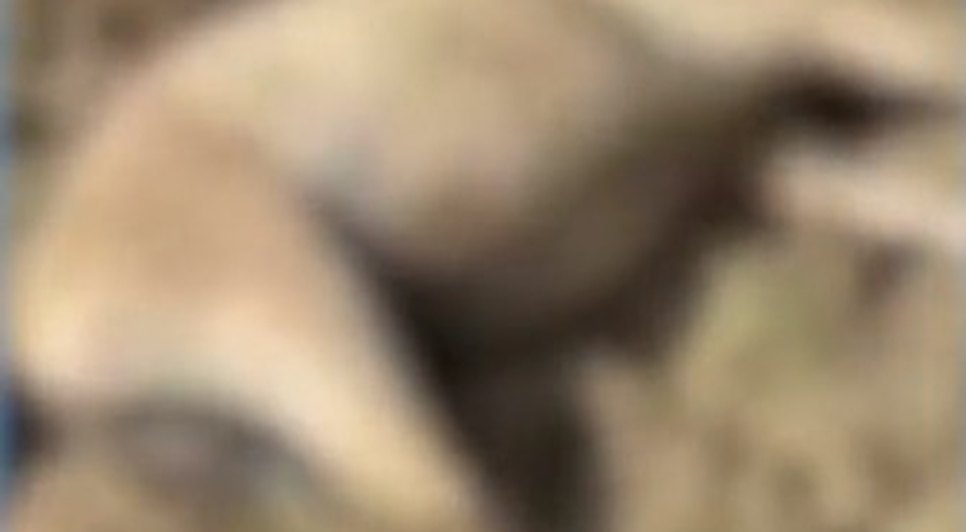 Seis animais morrem após ingerir água com veneno em Monte Alegre / Foto: Foto: Reprodução