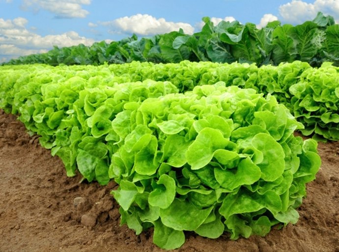 Parceria com loja de produtos naturais leva Feira de Orgânicos a Ponta Verde