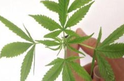 Justiça autoriza casal a cultivar maconha em casa para tratamento medicinal