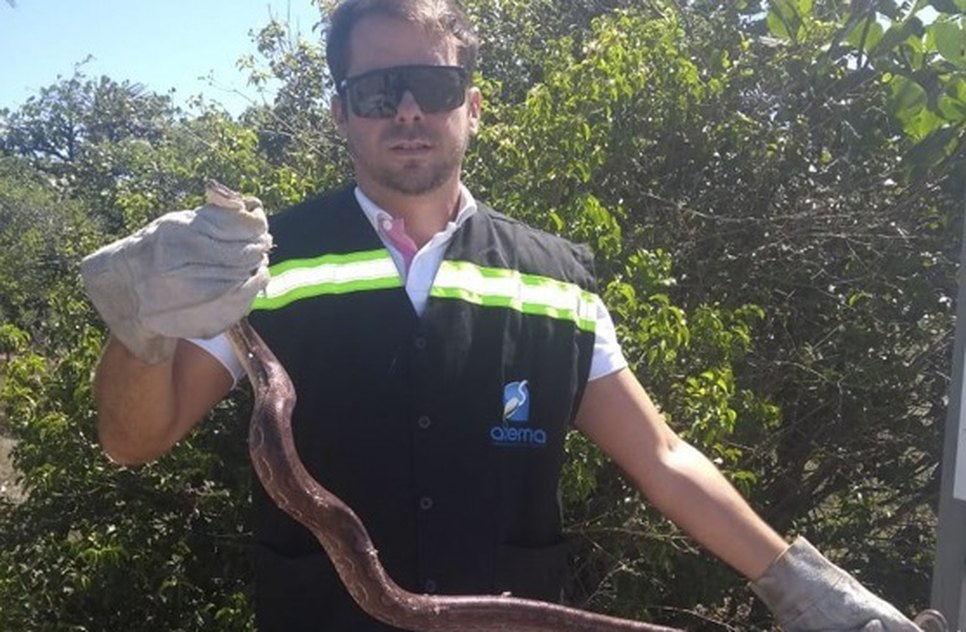 COBRA RESGATADA ADEMA