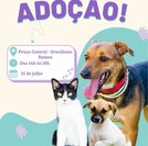 Fundepes apoia feira de adoção do Focinho Responsável no Conjunto Graciliano Ramos, no sábado (25)
