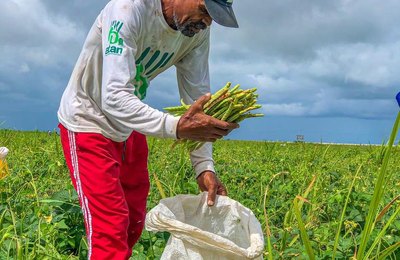 Agricultores de Campo Alegre iniciam mais uma colheita do Projeto Barriga Cheia
